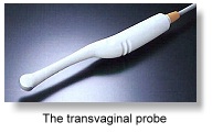 The transvaginal probe